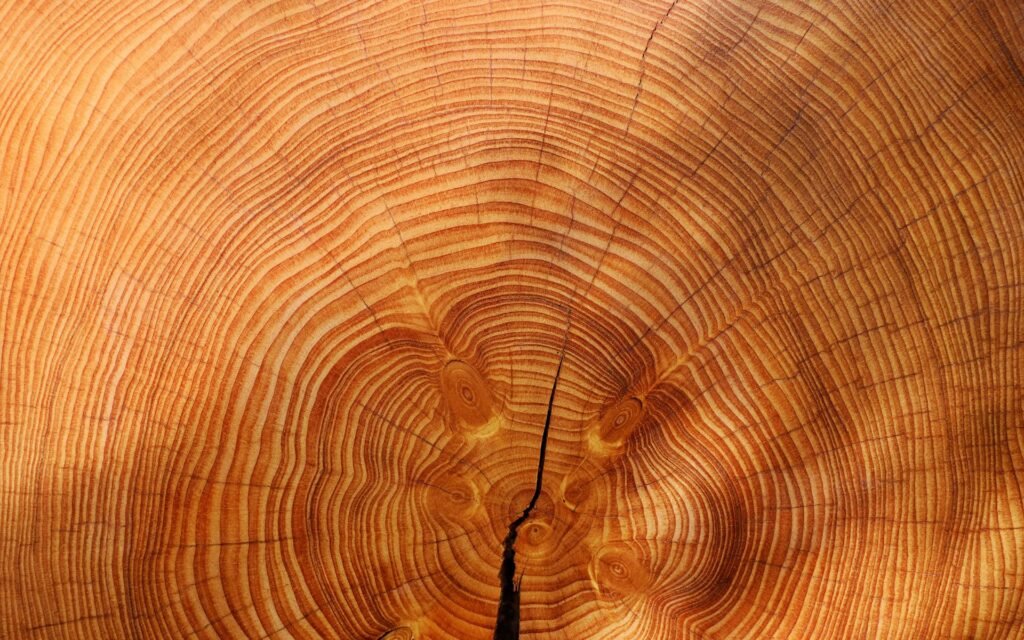 Each ring of a tree represents a certain age in the tree's lifespan and is used by Dendrochronology