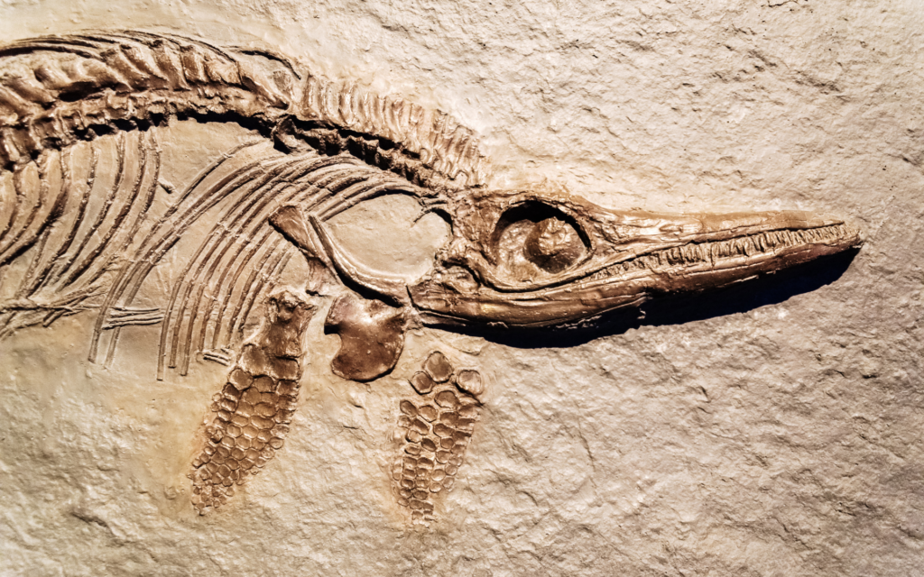 Radiocarbon Dating analyzes the remnants of Carbon 14 in Organic Residues like Bones, Wood