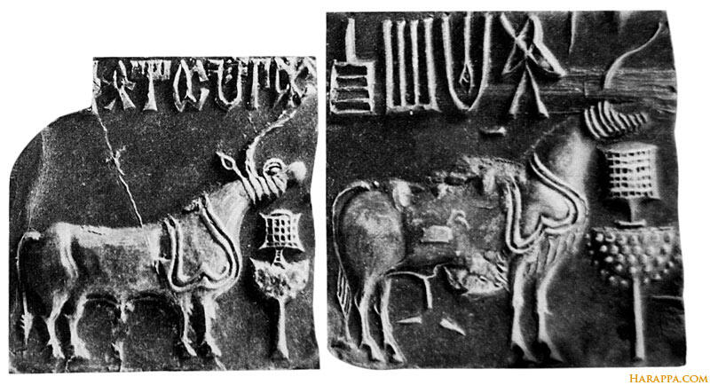 [Original text] "The animal most often represented on the seals is the apparently single-horned beast . . .. There is a possibility, I think, that the artist intended to represent one horn behind the other. In other animals, however, the two horns are shown quite distinctly. In some respects the body of this beast, which is always a male, resembles that of an antelope of heavy build, such as the eland or oryx, and in others that of an ox. The long tufted tail may belong to either class. The horn is sometimes smooth . . . sometimes it has transverse ridges. In the latter case, the possibility of the creature being an ox is ruled out. The long pointed ears are also characteristic of the antelope. Perhaps we have here a fabulous animal which is a composite of the ox and antelope. And yet to the casual eye there is nothing fantastic about it, as about some of the other animals represented on seals; nor does it in any way resemble the unicorn of heraldry, which is made up of different parts of a number of animals, though it must be noted that the traditional unicorn was supposed to have originated in India." [Marshall, Vol. II., p. 382]